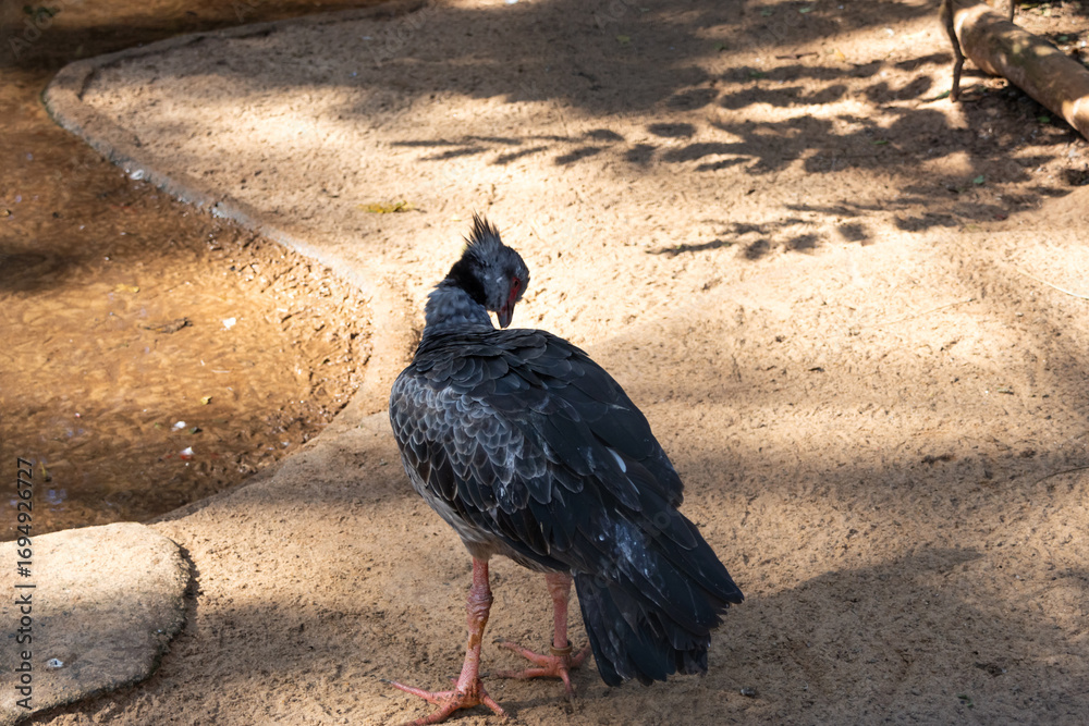 Obraz premium A nearby Chauna Torquata has a small river in a shady area