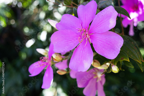 Beautiful flowers called Manacá da Serra photographed up close