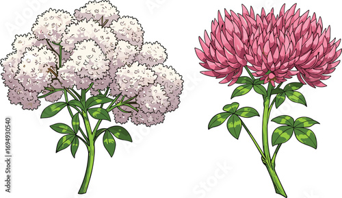 White and Pink Aster Flowers with Green Leaves, Vibrant and Detailed Floral Illustrations for Nature, Garden, and Botanical Themes