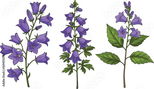 Beautiful purple bellflower botanical illustration, hand-drawn campanula flower set, garden wildflower artwork, natural floral design isolated on white, vintage plant collection