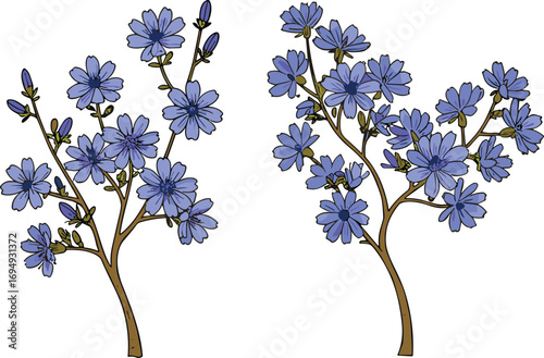 Blue wildflowers botanical illustration, hand-drawn chicory plant branches, floral art print, detailed nature drawing, isolated vector flower design, vintage style clipart