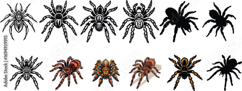 Collection of tarantula spider illustrations and silhouettes