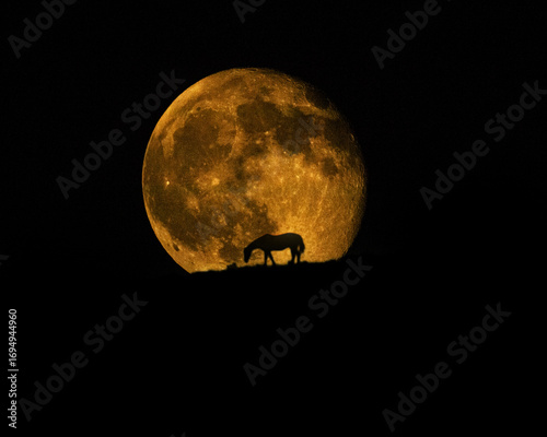 horse at moonrise