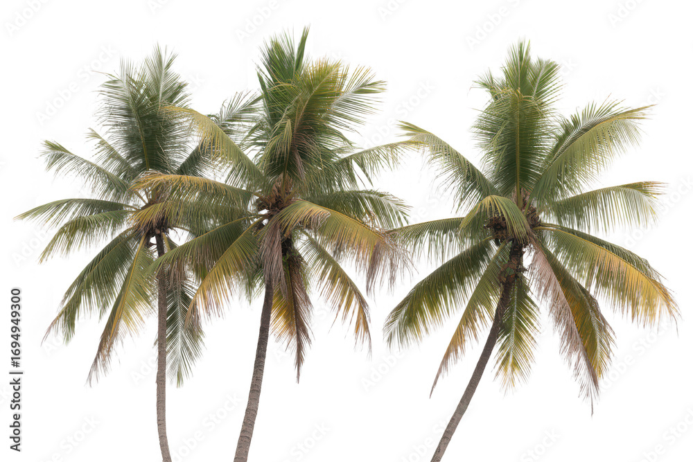 Fototapeta premium Three coconut palm trees isolated on transparent background in sunny day light