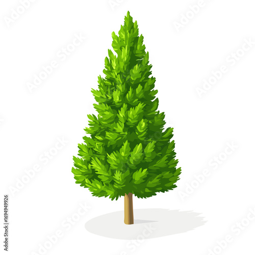 Cypress Pine Tree, 2D isometric flat cartoon vector illustration isolated on white background.