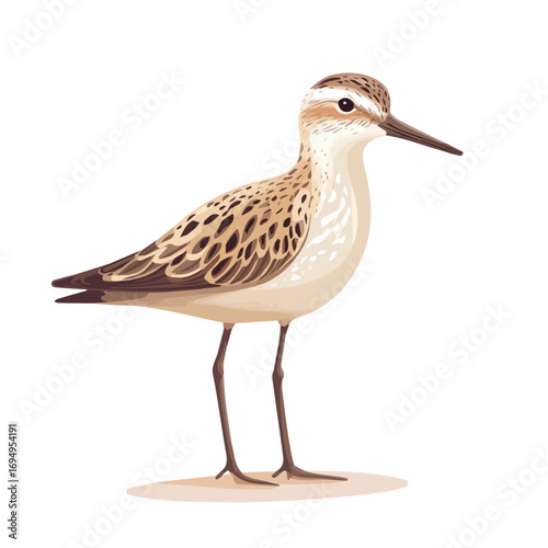 Sandpiper, cartoon vector illustration, flat 2D isometric style, white background.