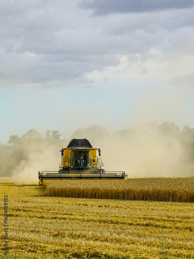 Fototapeta premium Yellow combine harvester harvesting ripe wheat in summer field with dust cloud under cloudy sky