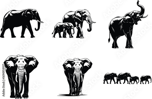 Elephant vector illustration set, black and white animal drawings, wildlife silhouettes, baby elephant, herd walking, frontal view, trunk raised, safari art