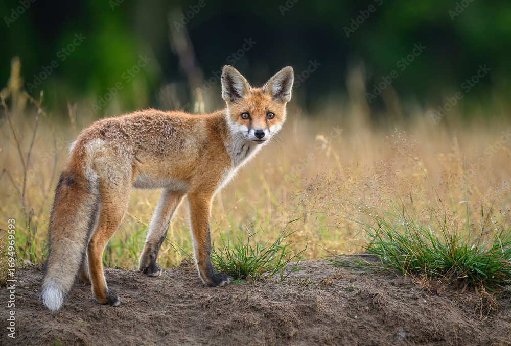 Obraz premium Cute young red fox ( Vulpes vulpes )