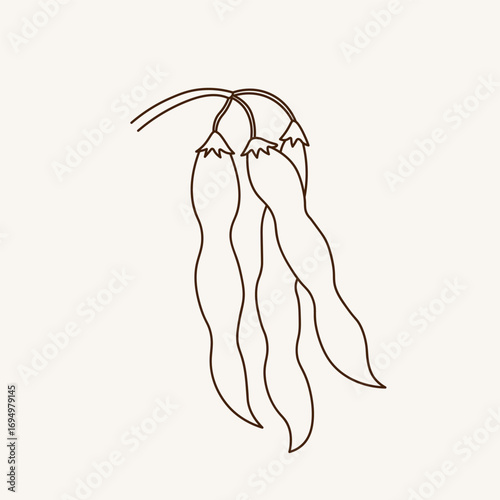 Soybean drawn plant sketch on isolated white background. Vector line illustration of bean, stems soy plant. Healthy food, natural protein, seed harvest. For logo, print, label, template, background