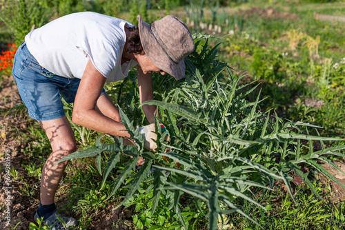 Quadro su tela Female farmer carefully tending to cynara cardunculus plants in her sunlit garde
