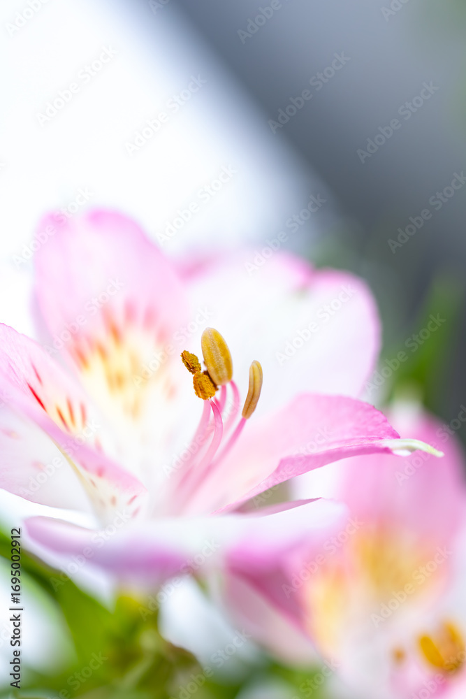 Fototapeta premium Close-up photograph of a pink flower in a studio with a neutral white background