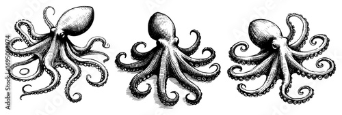 Vintage Octopus Studies Vector Illustration – Trio of Intricate Marine Cephalopod Sketches