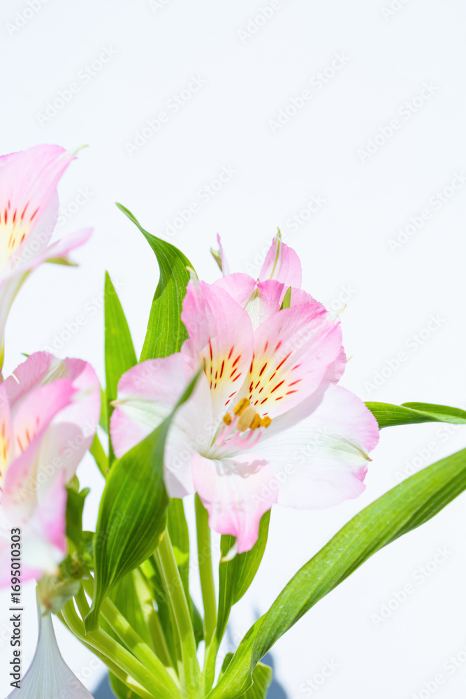 Naklejka premium Close-up photograph of a pink flower in a studio with a neutral white background
