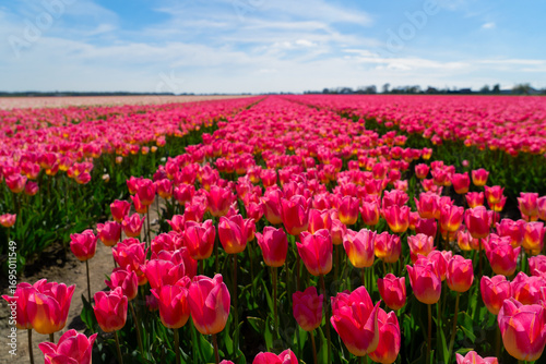 Dutch dark pink tulip fields in sunny day