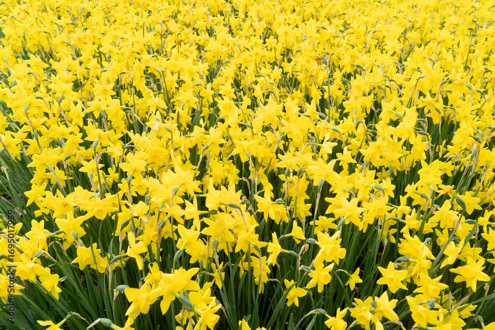 Fototapeta premium vibrant daffodil garden in full bloom during the delightful spring season is breathtaking