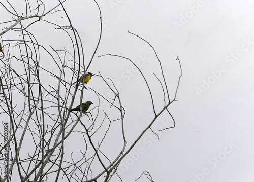 Male and female Narcissus Flycatcher on a dead tree in the forest with dry branches in the forest of Costa Rica, bird with breast.