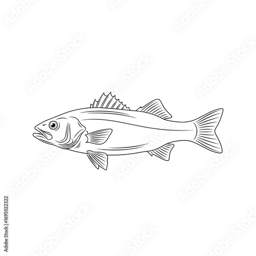 Foto Minimal sea bass marine animal illustration