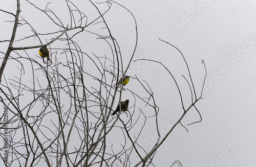 Male and female Narcissus Flycatcher on a dead tree in the forest with dry branches in the forest of Costa Rica, bird with breast.