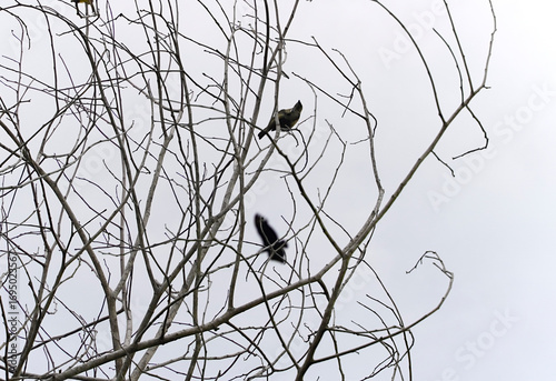 Male and female Narcissus Flycatcher on a dead tree in the forest with dry branches in the forest of Costa Rica, bird with breast.