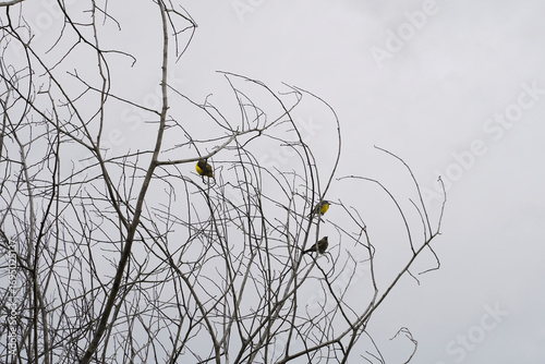 Male and female Narcissus Flycatcher on a dead tree in the forest with dry branches in the forest of Costa Rica, bird with breast.