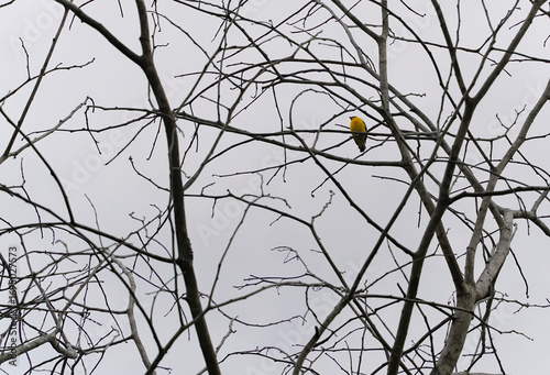 Male and female Narcissus Flycatcher on a dead tree in the forest with dry branches in the forest of Costa Rica, bird with breast.