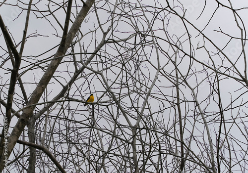 Male and female Narcissus Flycatcher on a dead tree in the forest with dry branches in the forest of Costa Rica, bird with breast.