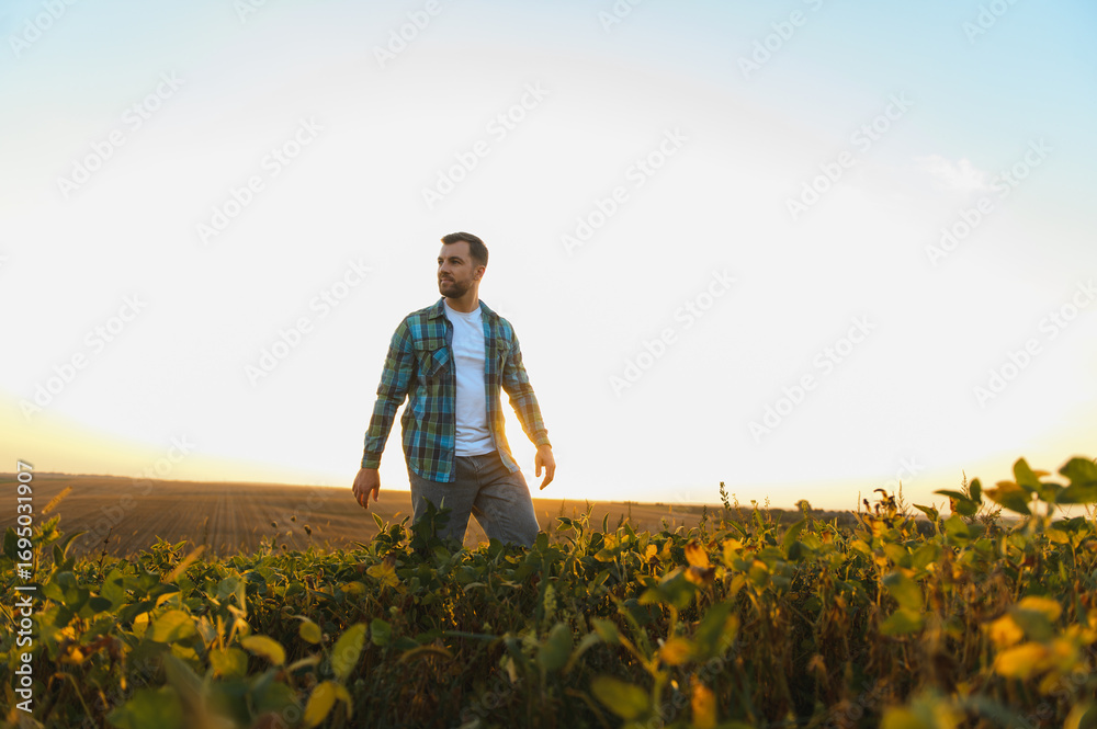 Fototapeta premium Farmer walking through soy field at sunset