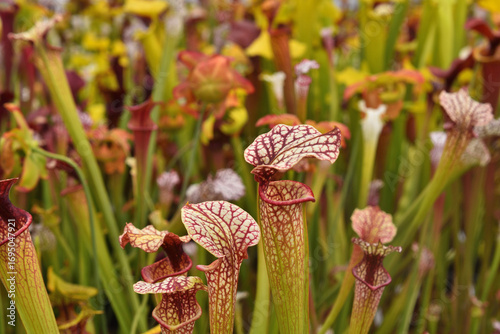 Closeup of colourful species of the North American pitcher plants, including Sarracenia flava, Sarracenia leucophylla and hybrids thereof, photographed in a nursery.
