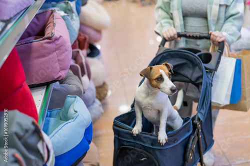 A woman is shopping at a pet store with her Jack Russell Terrier dog in a stroller.
