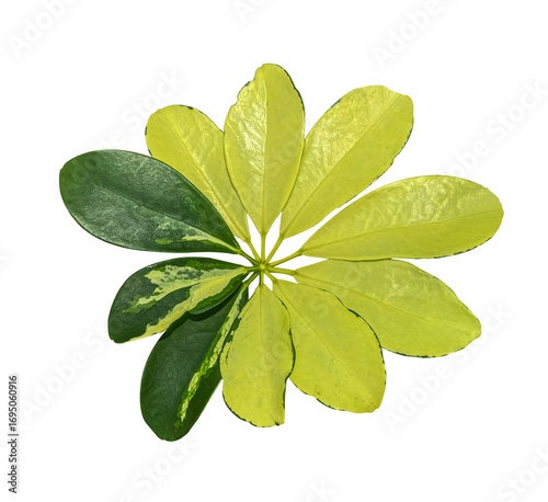 Schefflera variegated foliage, Exotic tropical leaf, isolated on transparent background with clipping path. Floral design element for cards, invitations, posters.