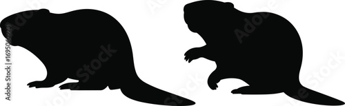 Full black silhouette of a beaver in different poses on a white background, vector illustration of an animal, wildlife, and nature themes