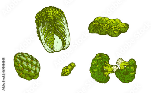Green vegetables illustrations — cabbage, broccoli, Brussels sprouts, artichoke, fresh produce, vector set, engraving, drawing, food, organic plants.