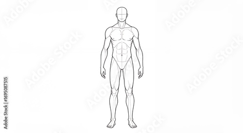 Detailed human anatomy illustration isolated on white background for medical and educational purposes
