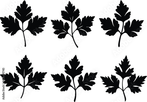 Parsley Leaf Silhouette Vector Herbal Plant