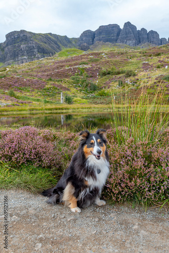 Shetland Sheepdog out on the Isle of Skye