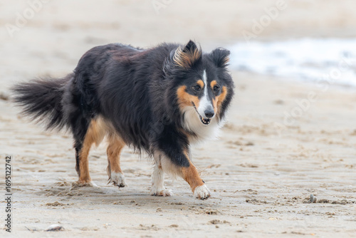 Sheltie walking along the beach
