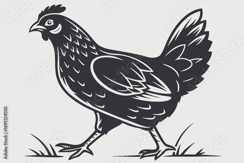 Dark gray hen walking in grass vector illustration chicken bird fowl poultry