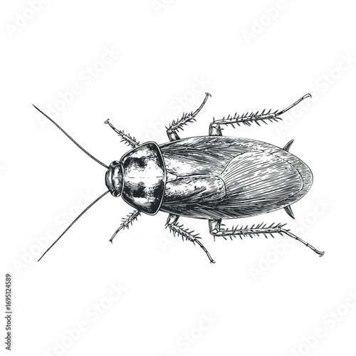 Detailed sketch of a cockroach showing anatomy and features. Vector hand drawn illustration