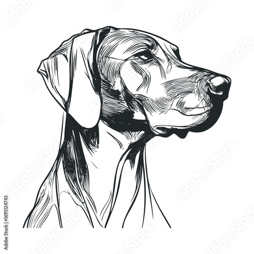 Elegant dog profile sketch showcasing unique features and expression. Vector hand drawn illustration
