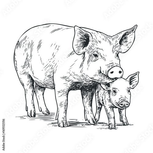 Close bond between mother pig and piglet during farm life. Vector hand drawn illustration