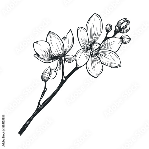 Elegant white magnolia branch with beautiful blossoms and buds. Vector hand drawn illustration