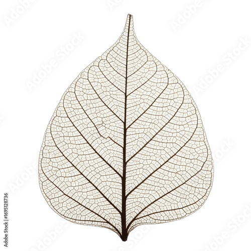 A single, warm sepia skeletal leaf with intricate, transparent veins and faded edges, isolated on a seamless transparent background with soft ethereal light, macro photo. Concept of natural decay and