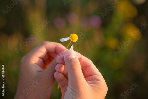 Принти на полотні A child pulling petals from daisy in a meadow in the evening sun