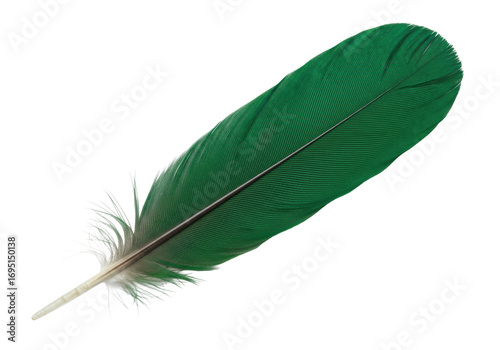Pristine deep emerald green iridescent feather with rigid quill, fanned barbs, blunt tip, lying flat on transparent background with copy space. Concept of natural elegance and precision