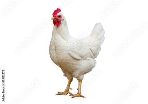 Isolated Leghorn chicken on neutral background, farm animal, poultry, bird standing