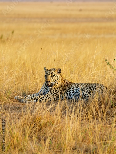 A leopard reclines in tall, golden grasses, showcasing its striking spotted coat. The warm colors of the setting sun create a serene setting in the African savannah