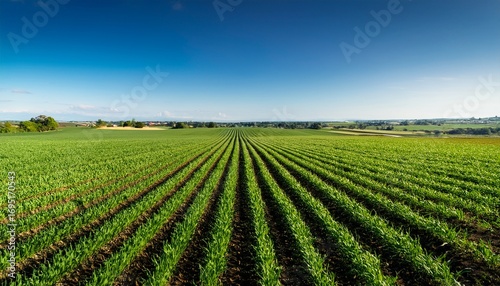 vast green field showcasing rows of healthy crops under a clear blue sky representing agriculture and nature s bounty