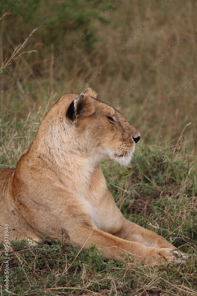 Obraz premium Majestosos leões selvagens descansando e interagindo em meio à savana africana, mostrando força, comportamento social e a beleza da vida animal em liberdade