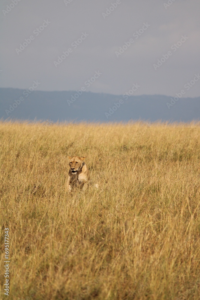 Naklejka premium Majestosos leões selvagens descansando e interagindo em meio à savana africana, mostrando força, comportamento social e a beleza da vida animal em liberdade